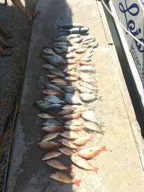 WE’RE SHOPPING FOR THE BEST CHRISTMAS “S