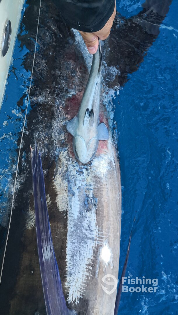 Herradura Report Photo 0