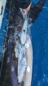 Black Marlin with remoras (parasites)
