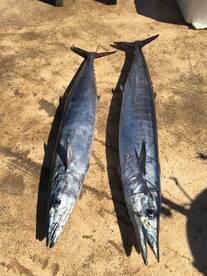 Puerto Aventuras Report Photo 2