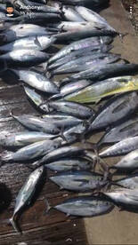 Tuna time! Who wants sushi! 