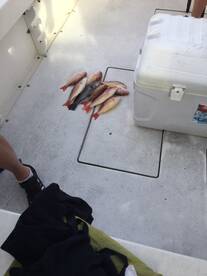 Fort Pierce Report Photo 2