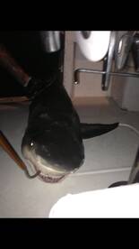 Pompano Beach Report Photo 1