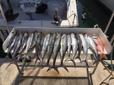 King Mackerel