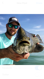 Tripletail off sanibel