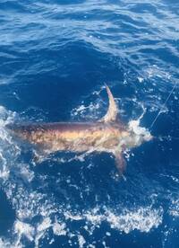 Key Largo Report Photo 1