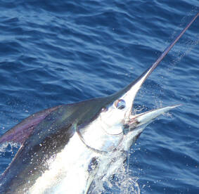 Marlin Fishing is going off.