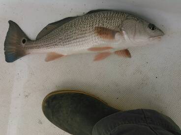 red fish-Biloxi Ms