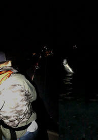 miami tarpon goes airborne