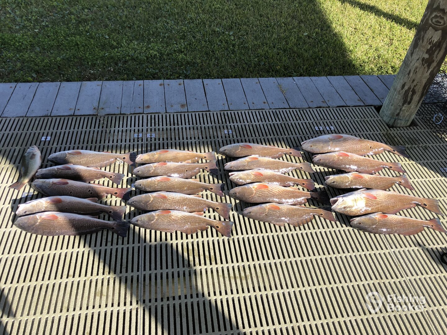 4 man limit of Redfish on Friday.