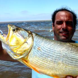 Golden Dorado are hungry