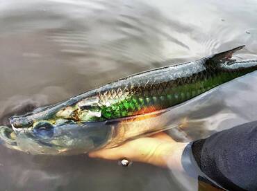 Aransas Pass Report Photo 1