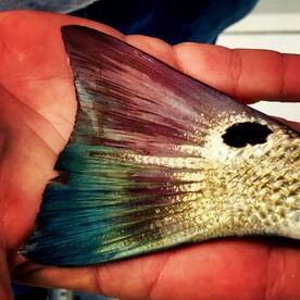 Islamorada Report Photo 1