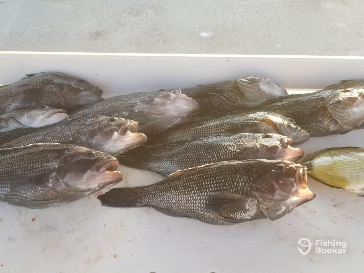 Big Seabass are delicious wcold water fish in FL.