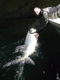 giant miami tarpon