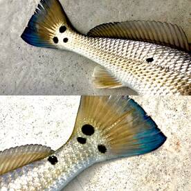 Islamorada Report Photo 1