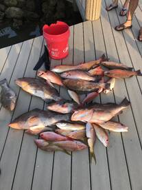 Grouper and snapper bite is on fire!