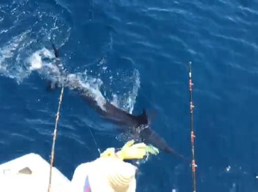 Tamarindo Report Photo 2