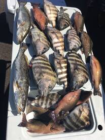 Tampa Bay Groceries!