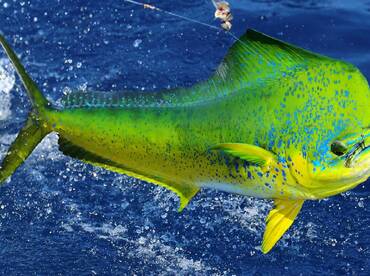 Mahi in February?!