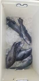 February and March fishing in Jacksonvil