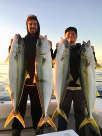 Yellowtail and Rockcod!!