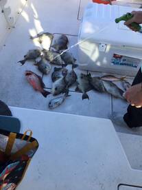 Fort Pierce Report Photo 2