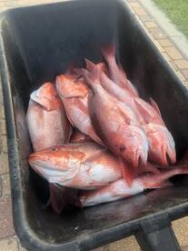 Orange Beach Report Photo 2