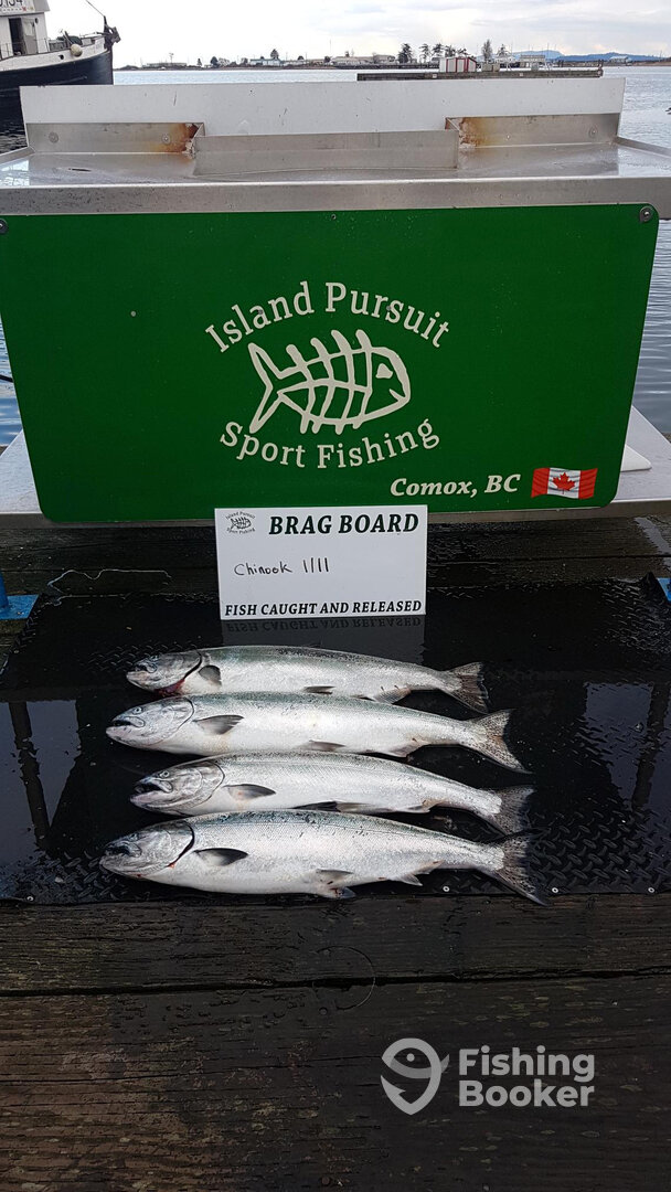 Comox Report Photo 0