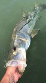 Clearwater Report Photo 1