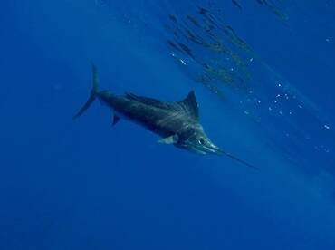 Quepos Report Photo 1