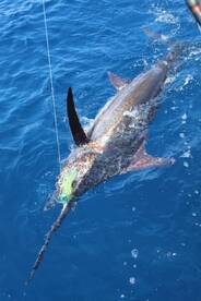 Quepos Report Photo 2