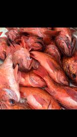 Thresher Shark and Lingcod!