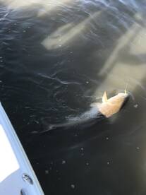 Venice Report Photo 1