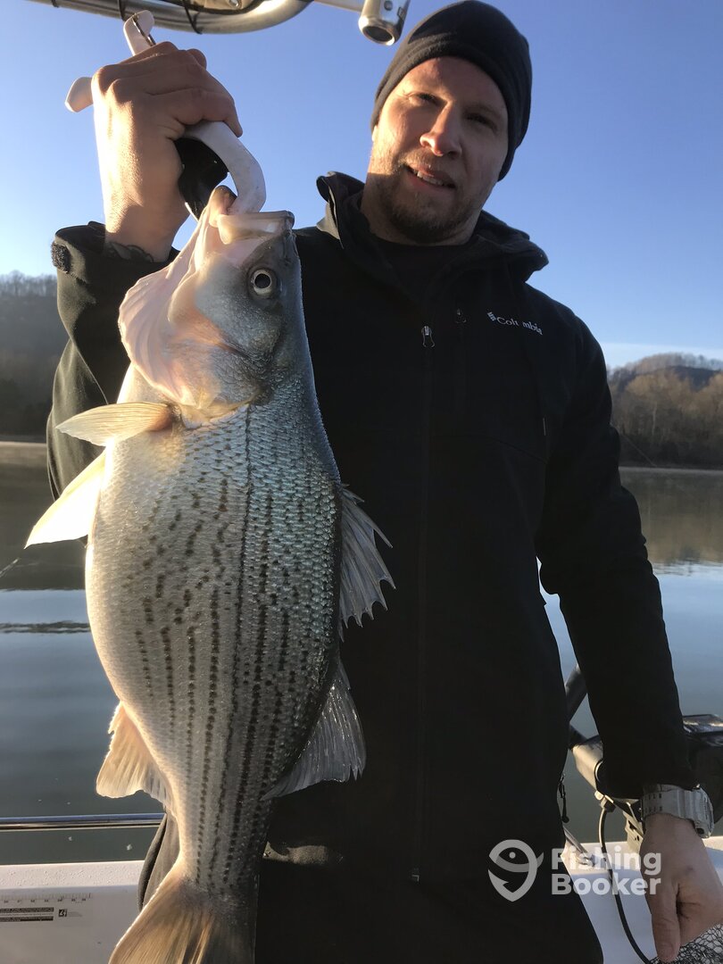 Big football hybrid