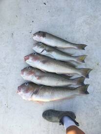 Dania Beach Report Photo 2