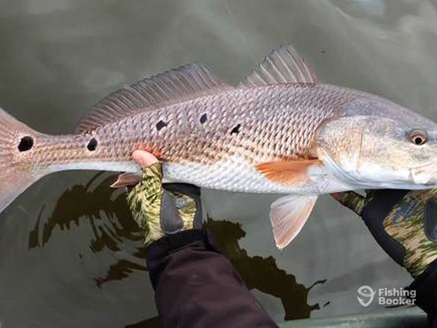 Steinhatchee Report Photo 0
