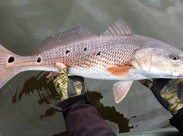 Redfish in the shallows