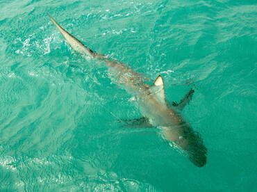 A blacktip shark