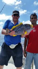 Rare type of Grouper