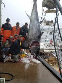 Gloucester Report Photo 1