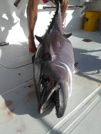 Le Morne Report Photo 2