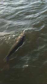 Mandeville Report Photo 1