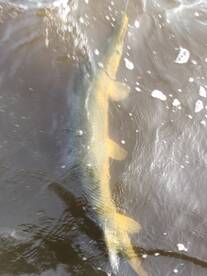 Mandeville Report Photo 2