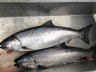 Spring Chinook fishing