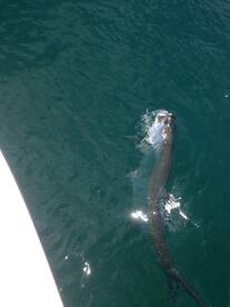 Catching big Tarpon!