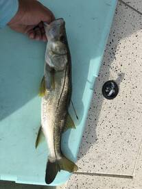 Crystal River Report Photo 2