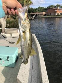 Crystal River Report Photo 1