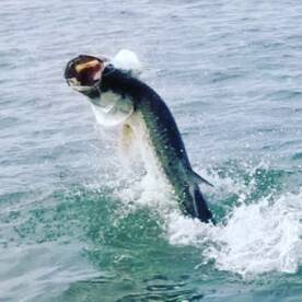 TARPON TIME 