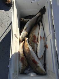 Aransas Pass Report Photo 2